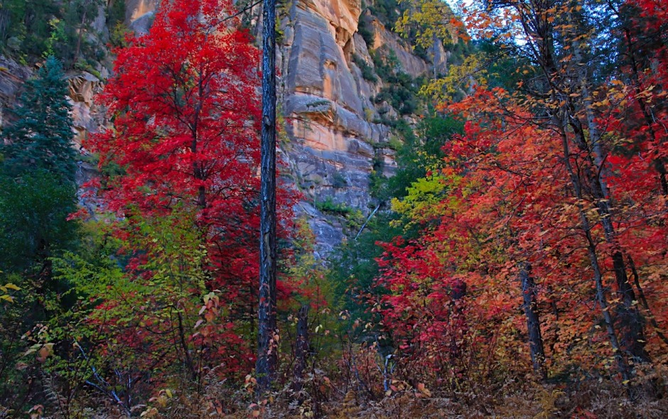 autumn-in-oak-creek-canyon